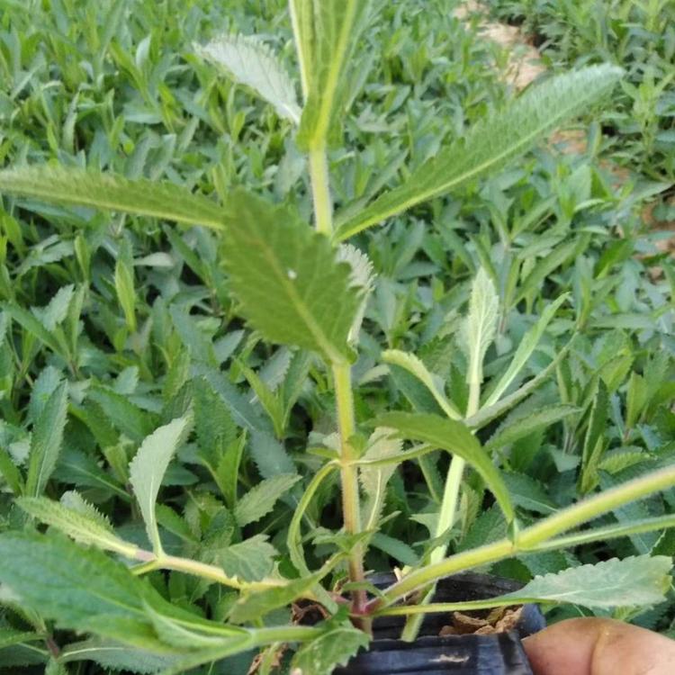 马鞭草价格马鞭草种植基地马鞭草报价马鞭草小苗马鞭草批发马鞭草供应