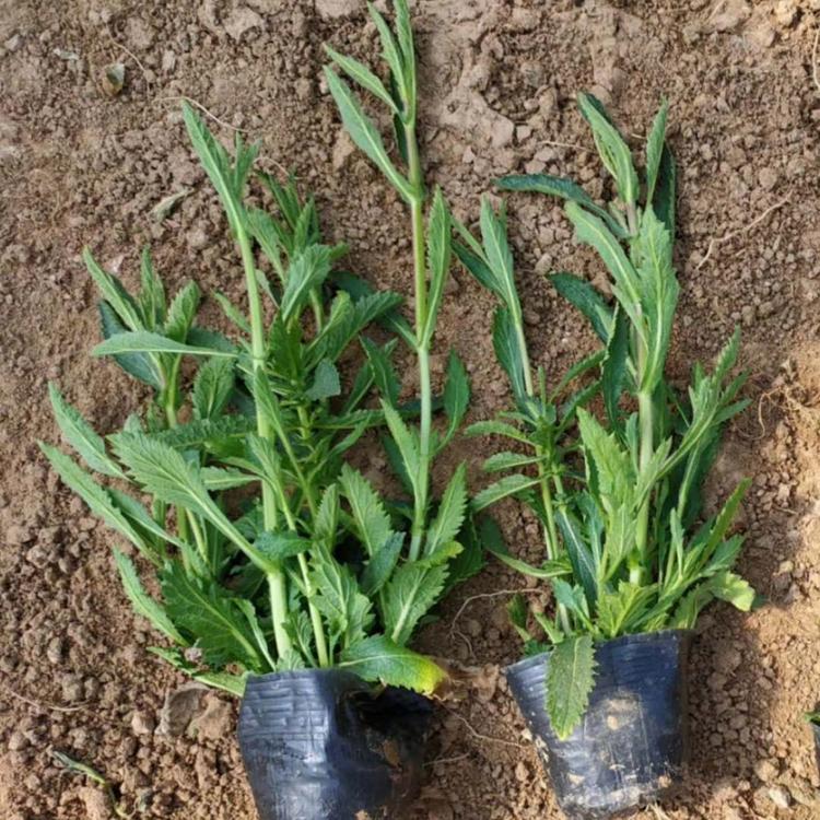 马鞭草报价马鞭草小苗马鞭草价格马鞭草种植基地马鞭草批发马鞭草供应