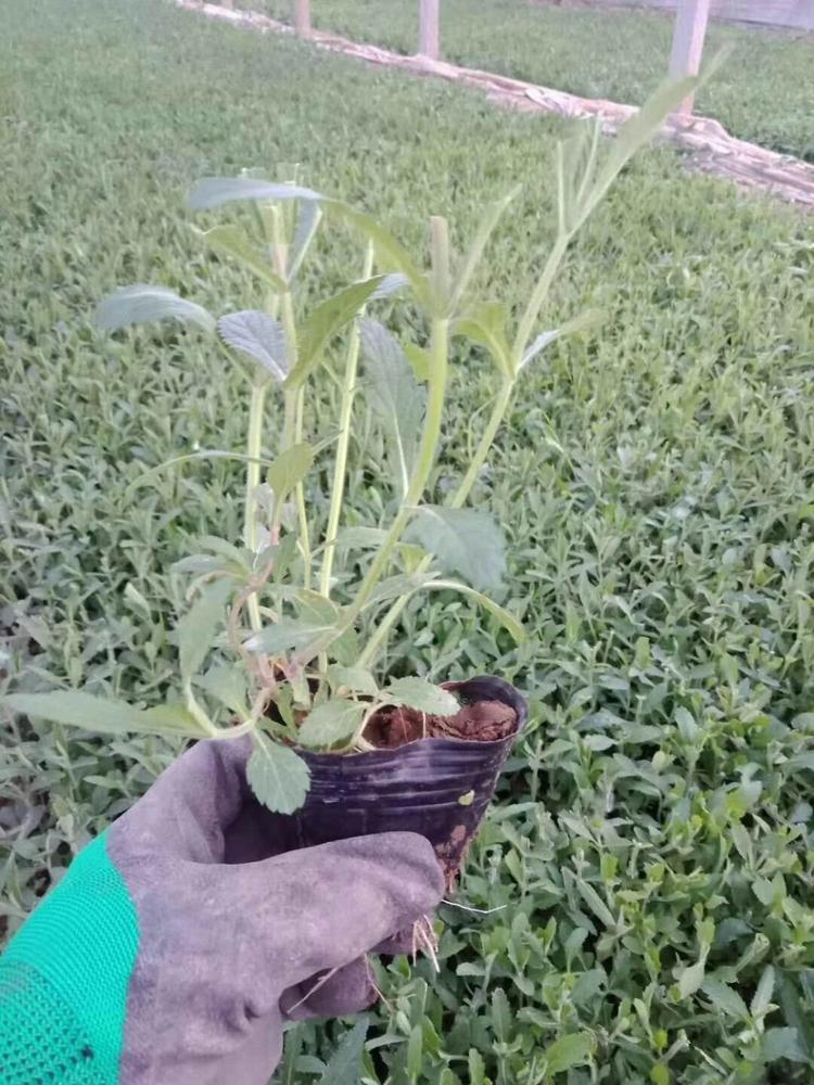 马鞭草 马鞭草批发价格