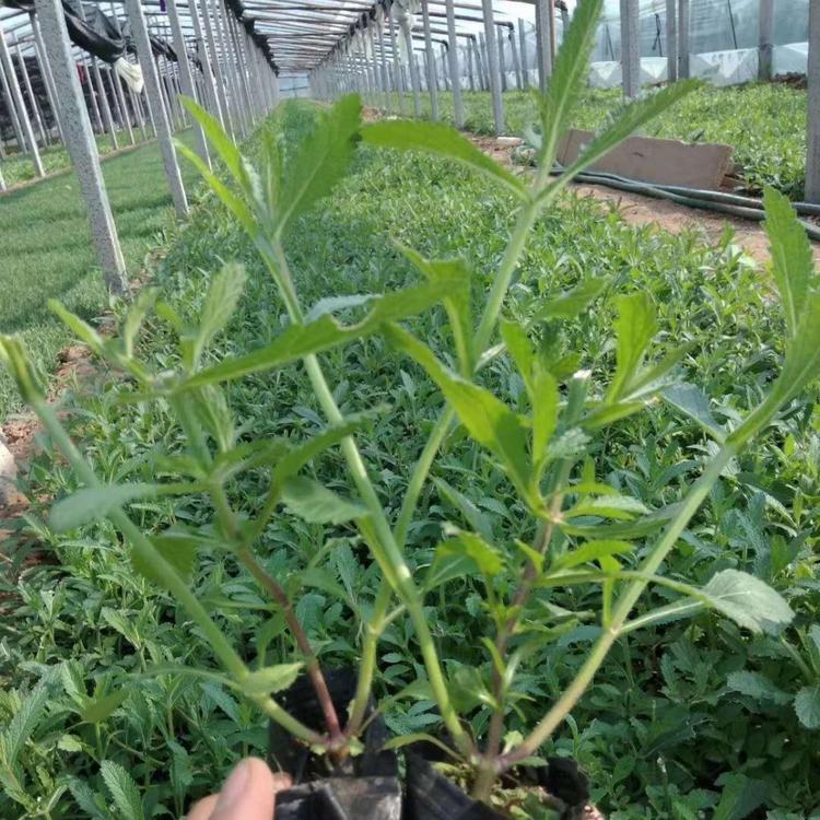 优质马鞭草批发价格青州马鞭草小苗大量马鞭草供应基地