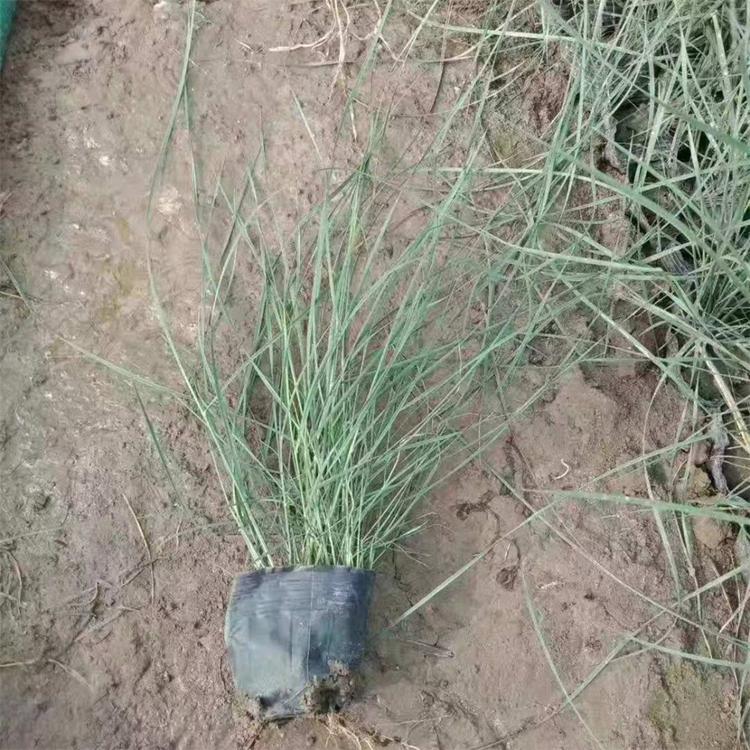 粉黛乱子草 粉黛乱子草批发商 基地直销 久顺花卉种植粉黛乱子草苗
