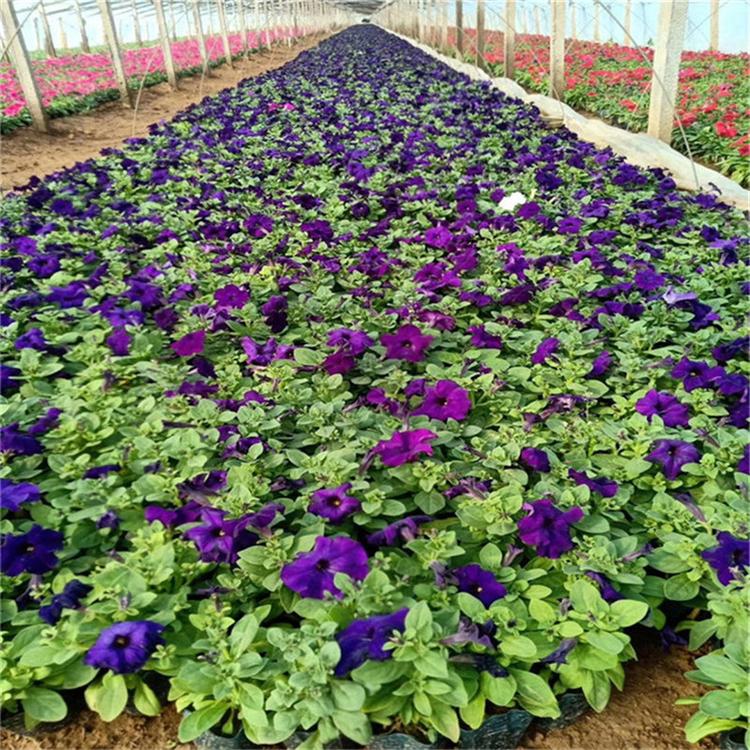 矮牵牛苗圃直供 矮牵牛景观花卉 时令草花