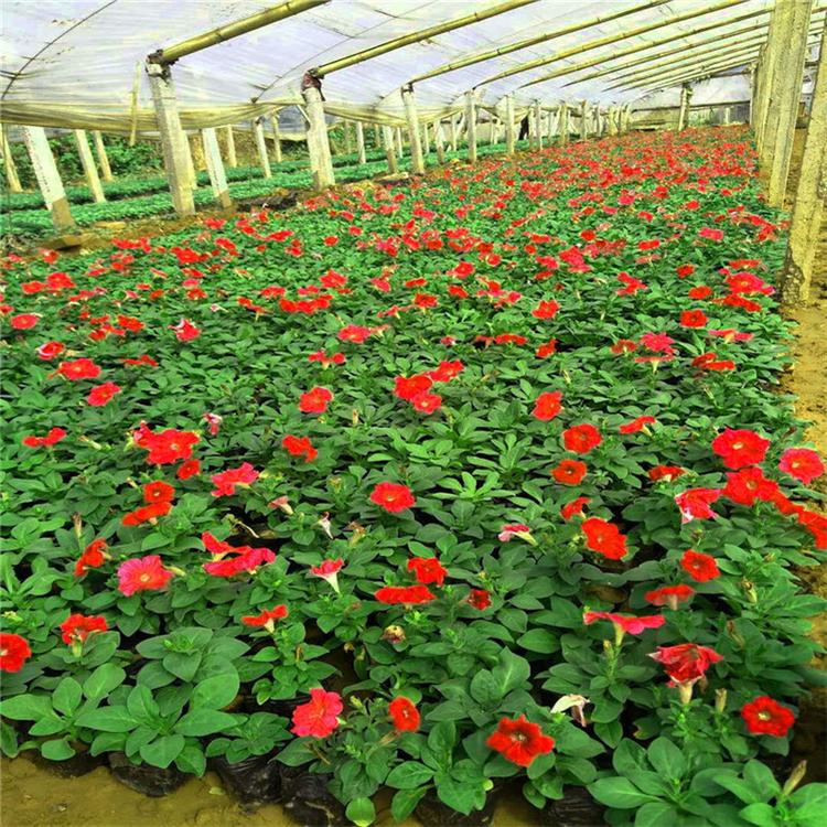 矮牵牛基地直销 矮牵牛组摆花卉 承玉花卉