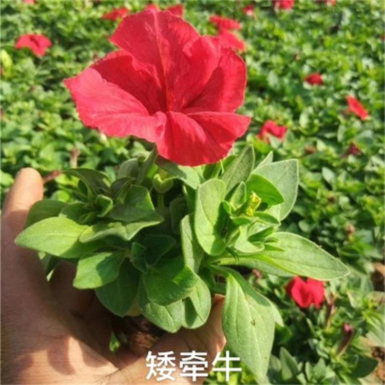 垂吊牵牛价格垂吊牵牛供应青州垂吊牵牛杯苗成活好价格实惠