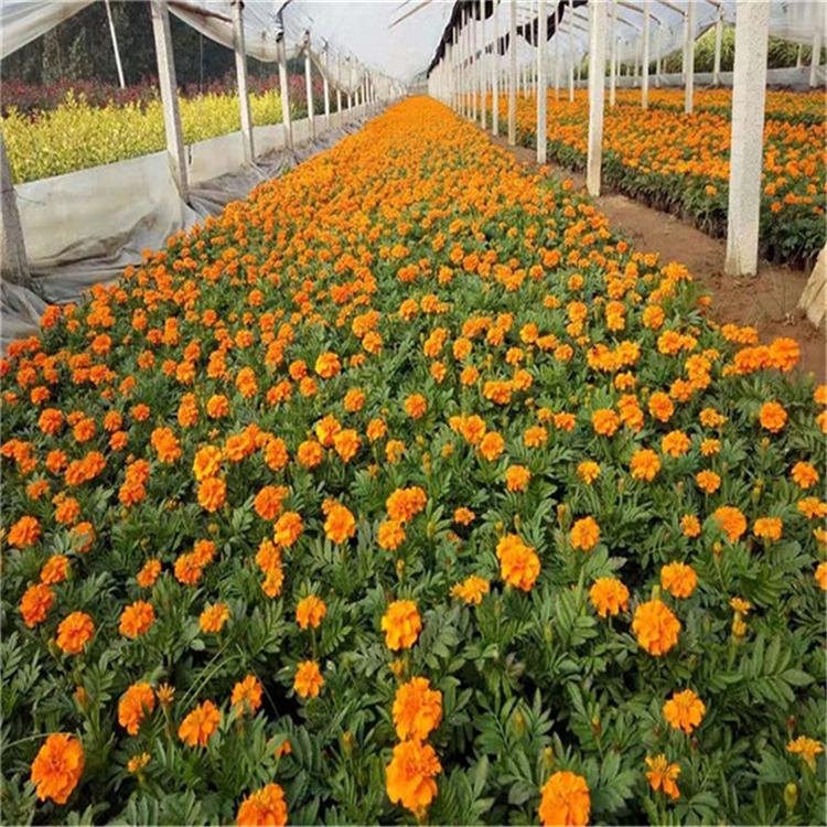 孔雀草幼苗 孔雀草景观花卉
