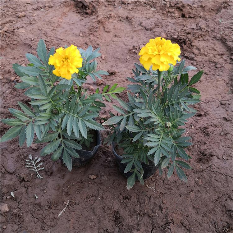 孔雀草种植基地 孔雀草工程美化