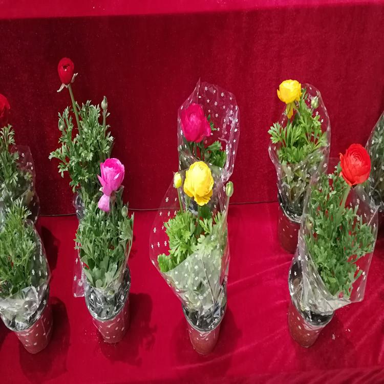 芹叶牡丹价格盆栽芹叶牡丹芹叶牡丹直批