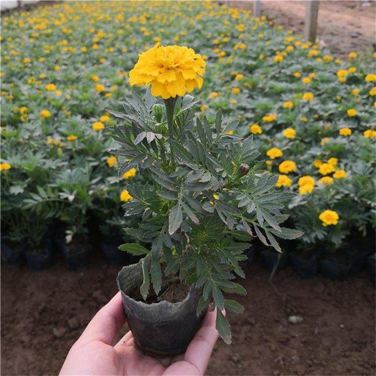 孔雀草种苗 孔雀草别墅用苗
