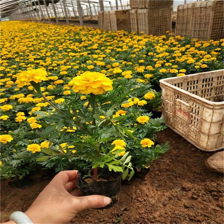 孔雀草花卉基地 孔雀草观赏花卉