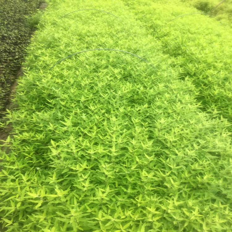 青州天一金叶莸种植基地金叶莸批发