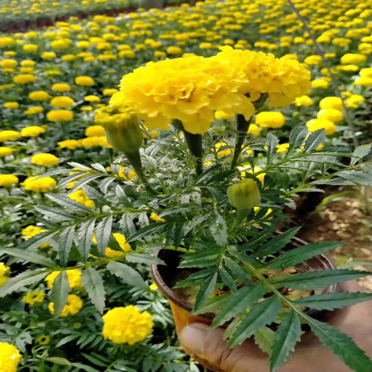 孔雀草 种植批发 青州天一花卉供应商