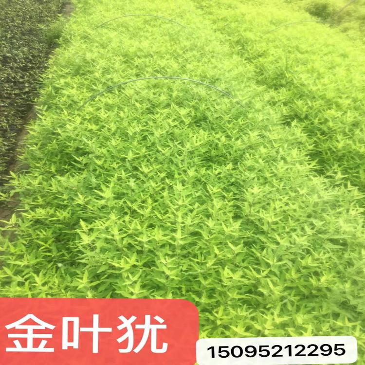 青州天一金叶莸种植批发直销优良花海苗