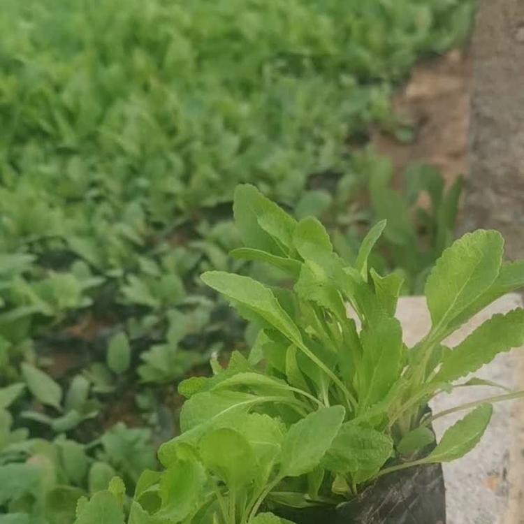 鼠尾草花海专用苗青州天一花卉供应商