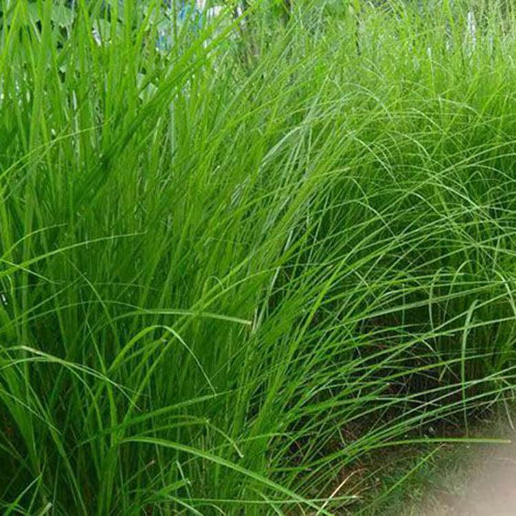 常年供应细叶芒 细叶芒批发供应商 批发采购