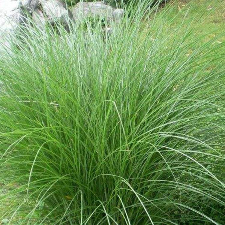 基地直销细叶芒 细叶芒小苗 信誉保障
