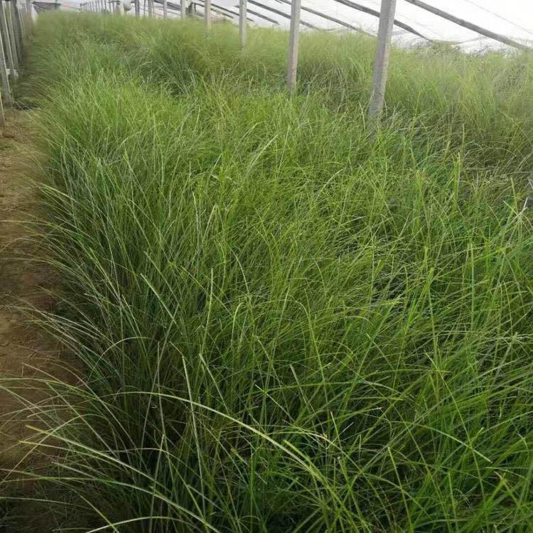 大量供应细叶芒 细叶芒批发基地 信誉保障