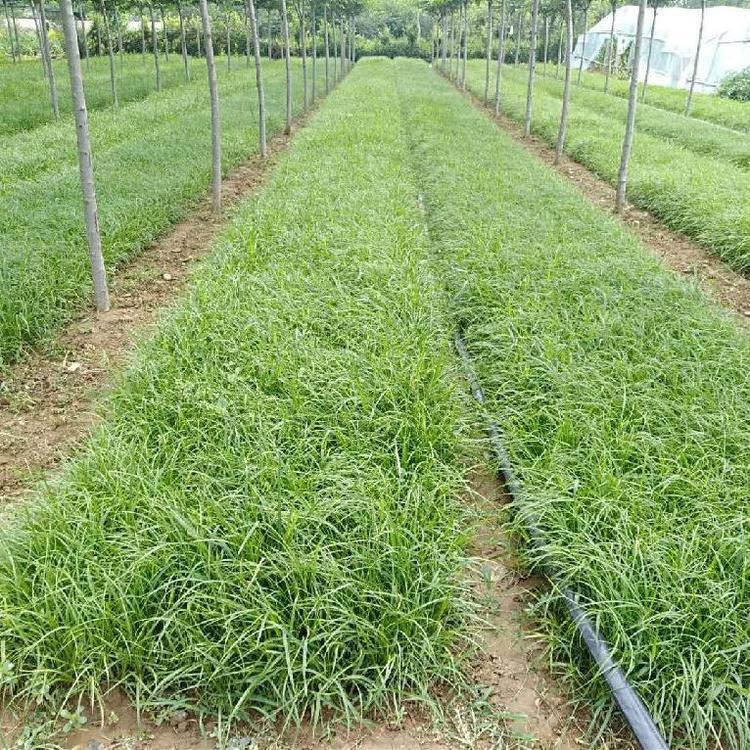 欢迎咨询青绿苔草 青绿苔草价格 详情电询