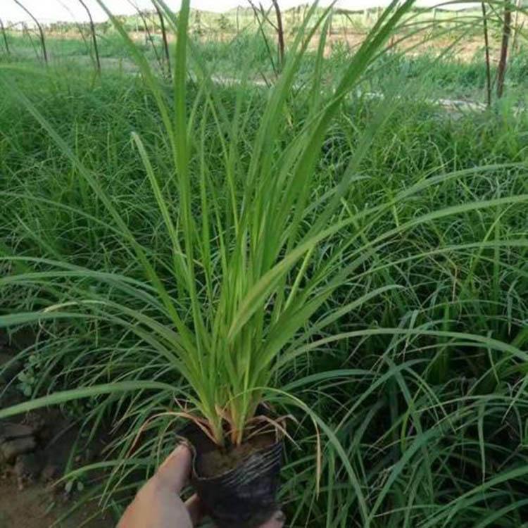 规格齐全青绿苔草 青绿苔草出售 电话询价