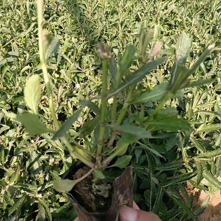 马鞭草培育 马鞭草基地直销 山东马鞭草花海小苗批发商