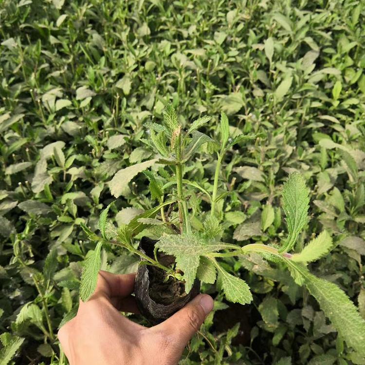 马鞭草价格 青州马鞭草批发 柳叶马鞭草花海小苗基地