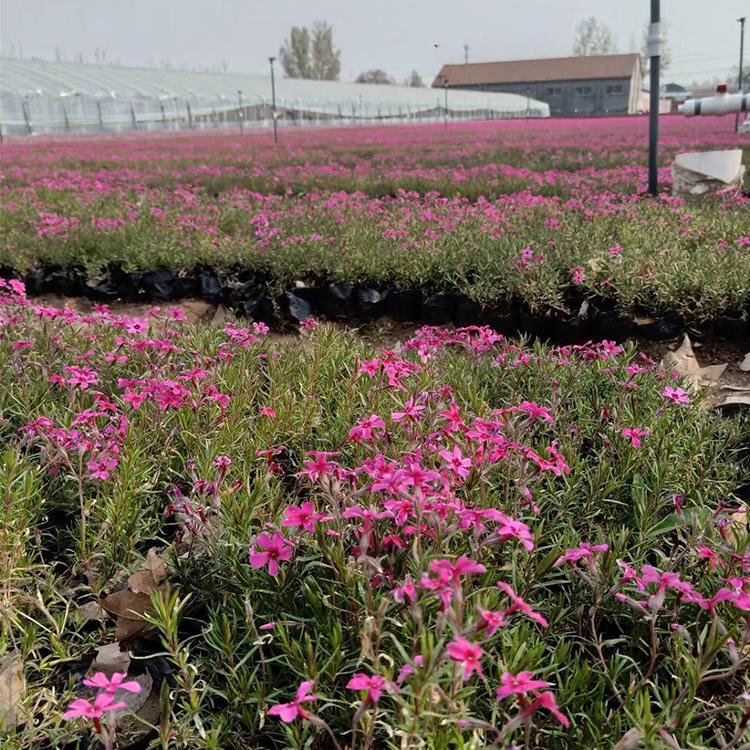 芝樱种植基地 丛生福禄考小苗 芝樱基地直供