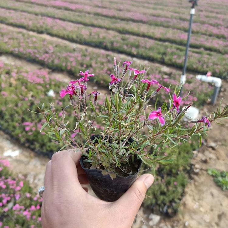 芝樱种植基地 丛生福禄考小苗 芝樱大量种植培育