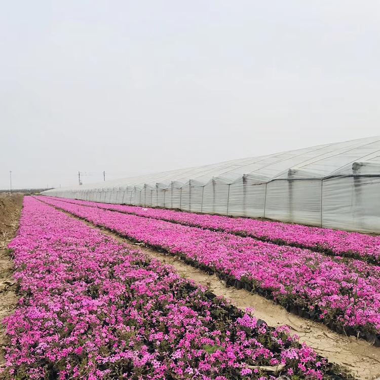 芝樱价格 直销租摆芝樱苗 芝樱小苗_青州鑫国园林种植培育