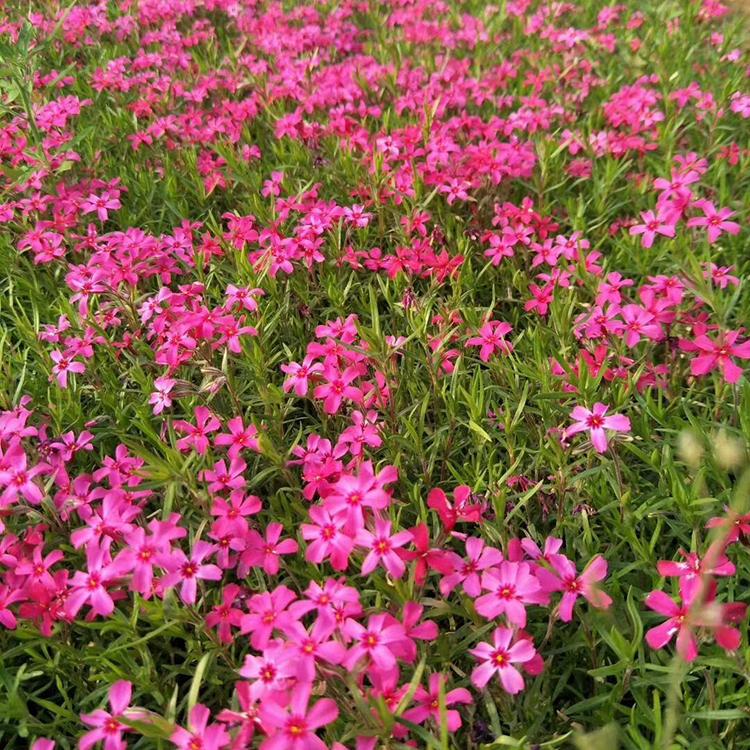 芝樱批发价格 芝樱小苗 芝樱大量现货供应