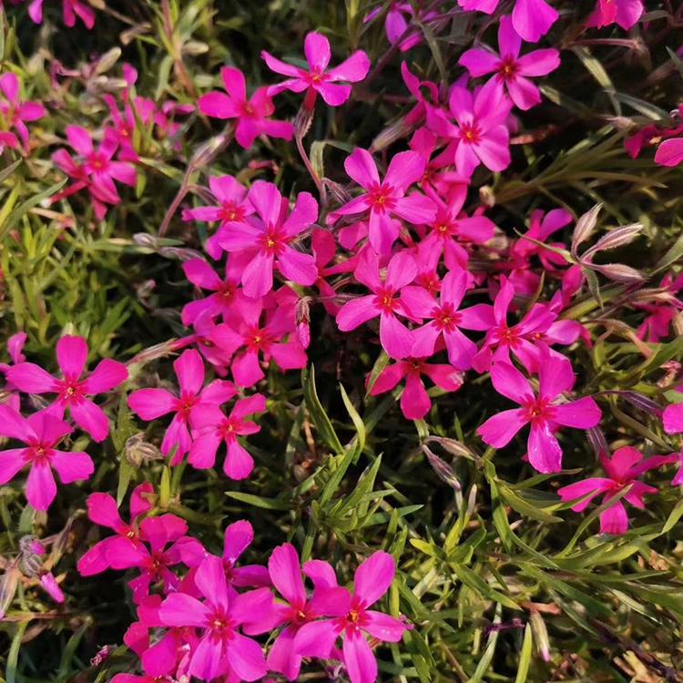 芝樱价格 丛生福禄考小苗 芝樱大量现货供应