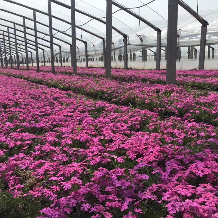 芝樱种植基地 租摆用芝樱花苗 芝樱大量供应