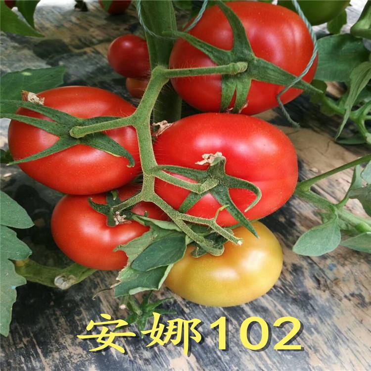 常年培育西红柿苗  西红柿苗量大从优