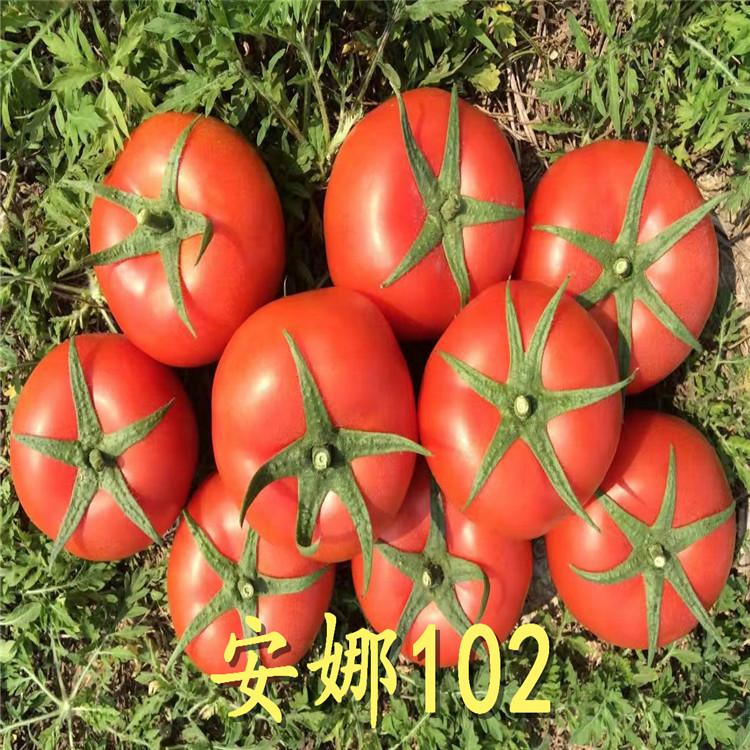 常年供应番茄种苗/种子  番茄种苗/种子量大从优