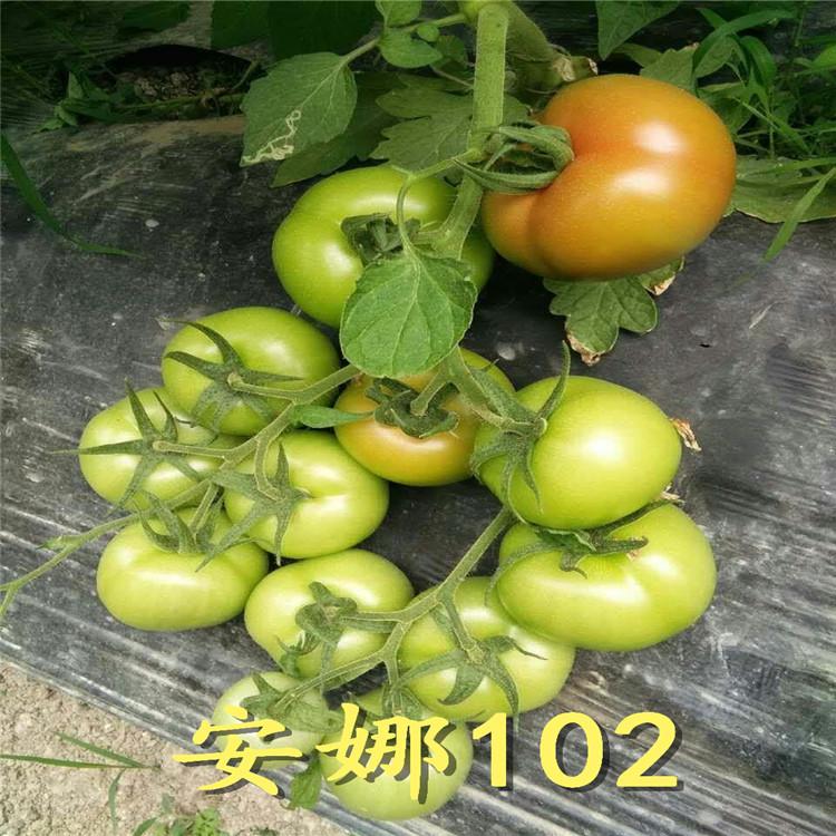 温室种植番茄种苗  抗死棵 番茄种苗价格优惠