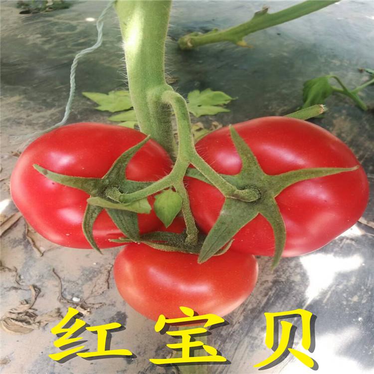 韦斯特品种大红番茄种苗/种子  大红番茄种苗/种子批发商