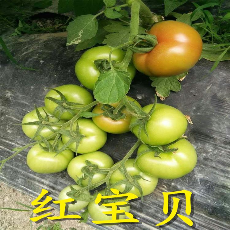 寿光蔬菜基地供应大红番茄种苗/种子  大红番茄种苗/种子长势好 产量高