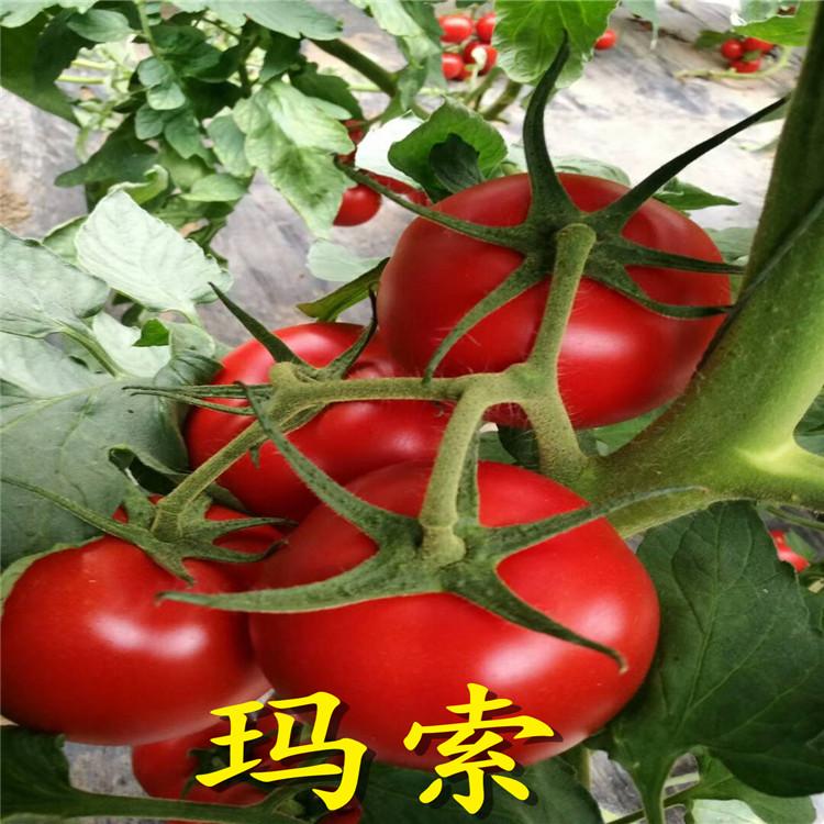 口感酸甜的西红柿种苗  西红柿种苗长势好 产量高