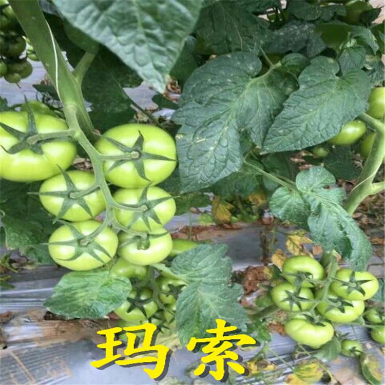 寿光温室种植番茄种苗  番茄种苗量大从优
