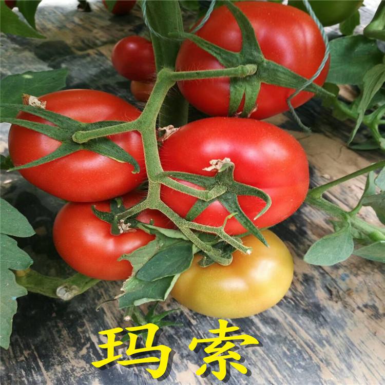 大量批发西红柿苗  西红柿苗供应商