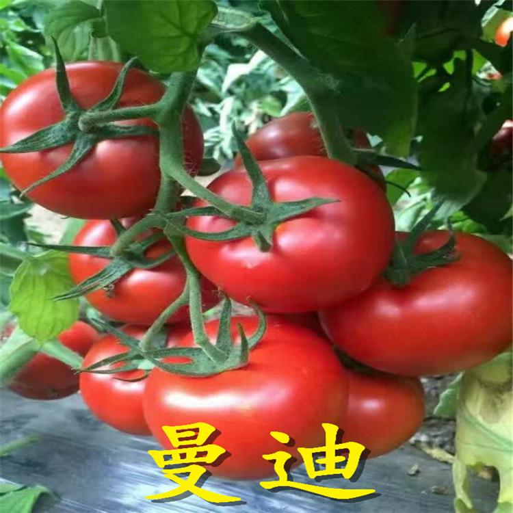 曼迪品种西红柿种苗  西红柿种苗供应商
