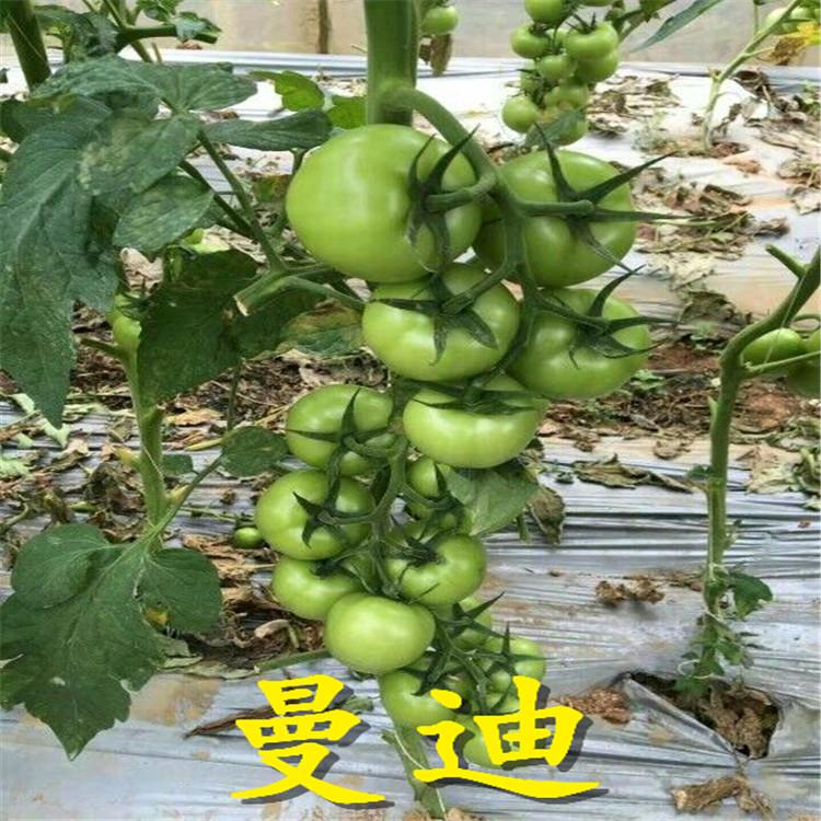 旭冉农业新产品番茄苗  番茄苗批发商 质优价廉