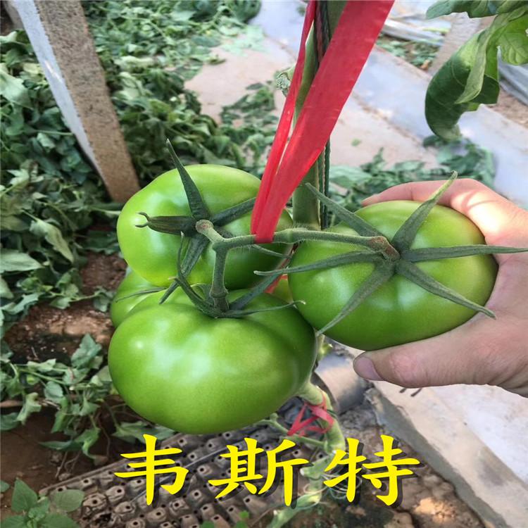 大量批发番茄种苗  番茄种苗棵棵茂盛