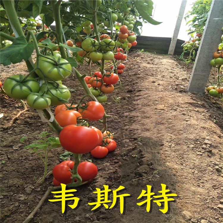 露天种植番茄苗  番茄苗量大从优