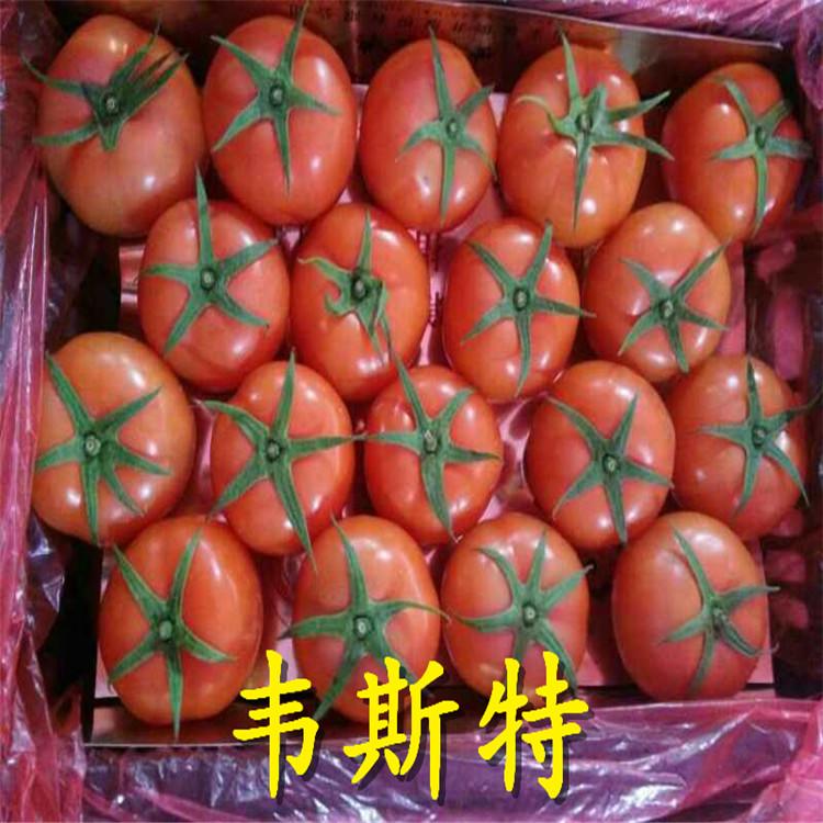 大量批发番茄苗  番茄苗成活率好