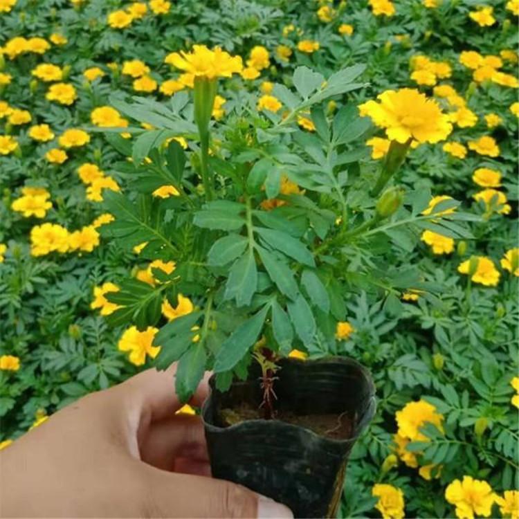 庭园栽培 青州孔雀草批发