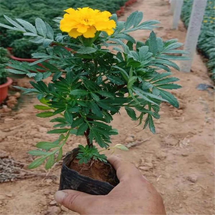 孔雀草小苗种植基地 山东孔雀草小苗 适应性强