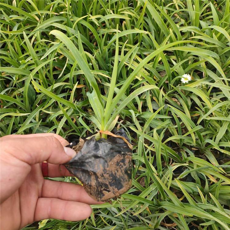 大花萱草 大花萱草价格 大花萱草青州基地直供 金娃娃萱草