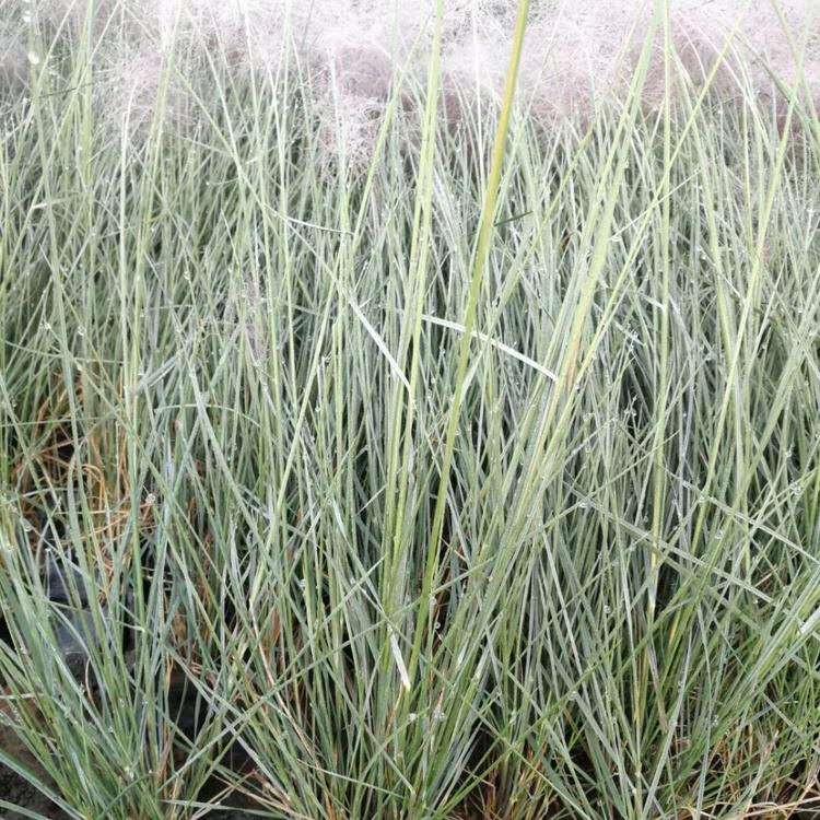粉黛乱子草 山东粉黛乱子草供应商 优良粉黛乱子草