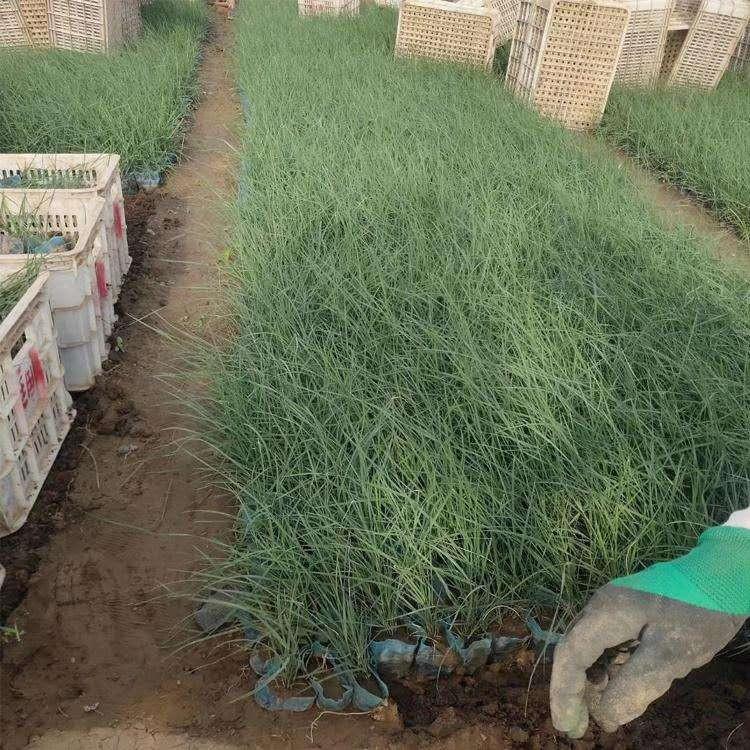 粉黛乱子草 河北粉黛乱子草批发商 优良粉黛乱子草