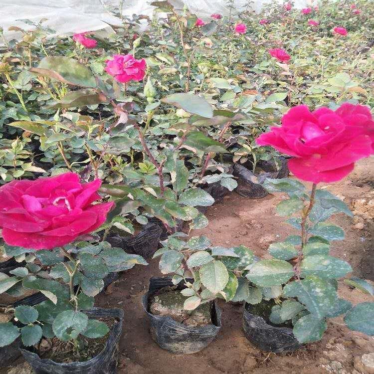 红帽月季 基地直销 红帽月季批发价格