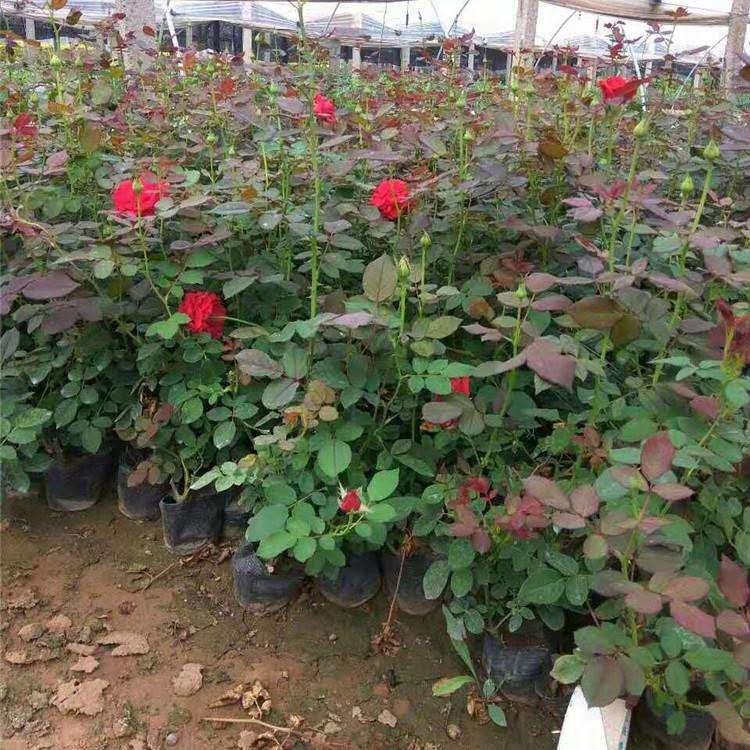 红帽月季 自家苗圃出售 红帽月季价格 现苗供应